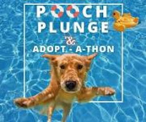 Featured image for Pooch Plunge & Adopt-a-thon.