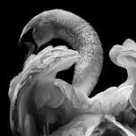 Featured image for Swan Lake.