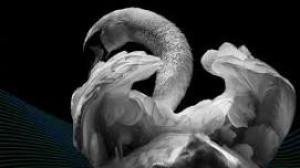 Featured image for The Santa Fe Symphony: Swan Lake.